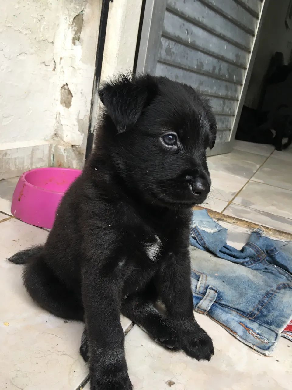 Filhotinho cheio de amor pra dar - Foto 3