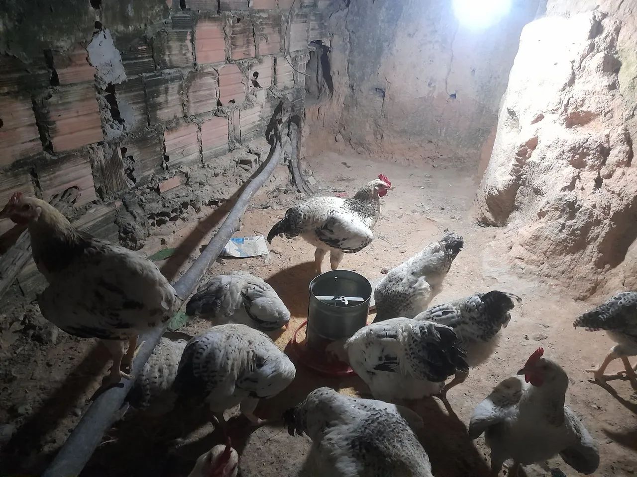Frango e frangas - Foto 3