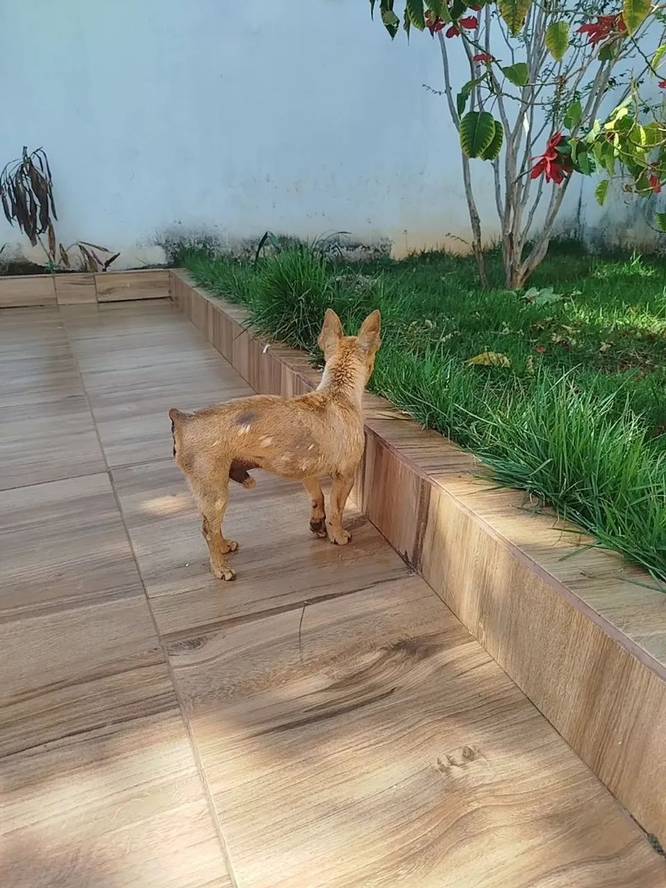 Pincher macho  - Foto 4