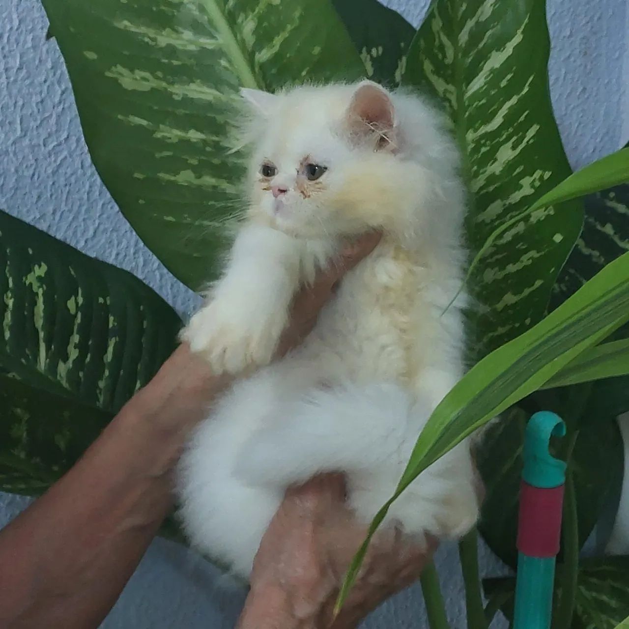 Gata persa fêmea e macho com 50 dias rasa pura  - Foto 2