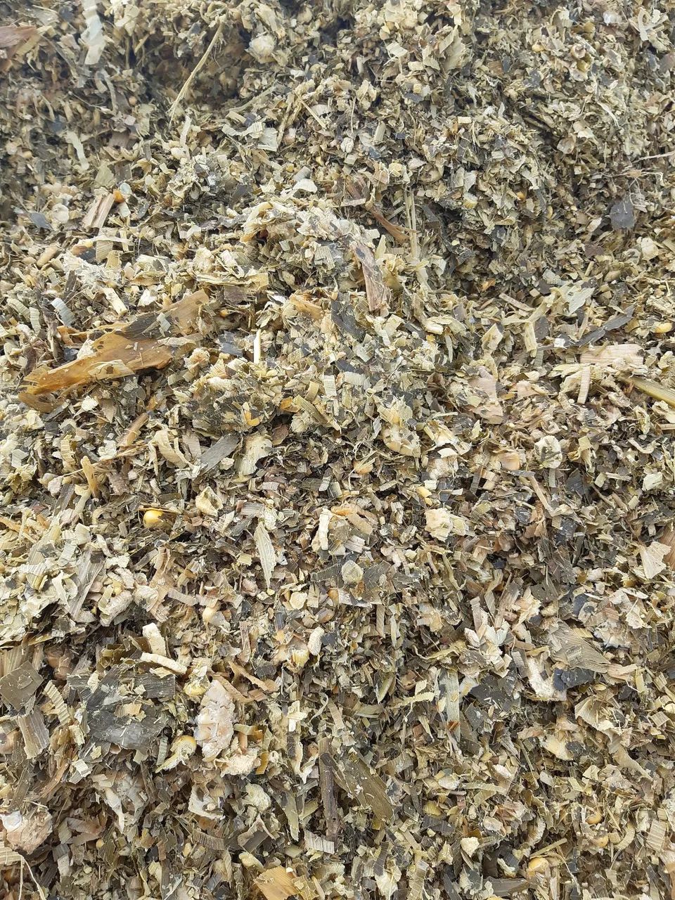 Silagem de milho. - Foto 4