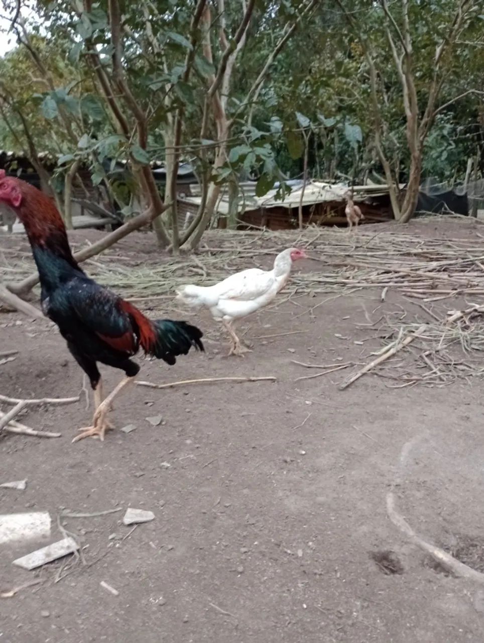Frango e franga Indio - Foto 2