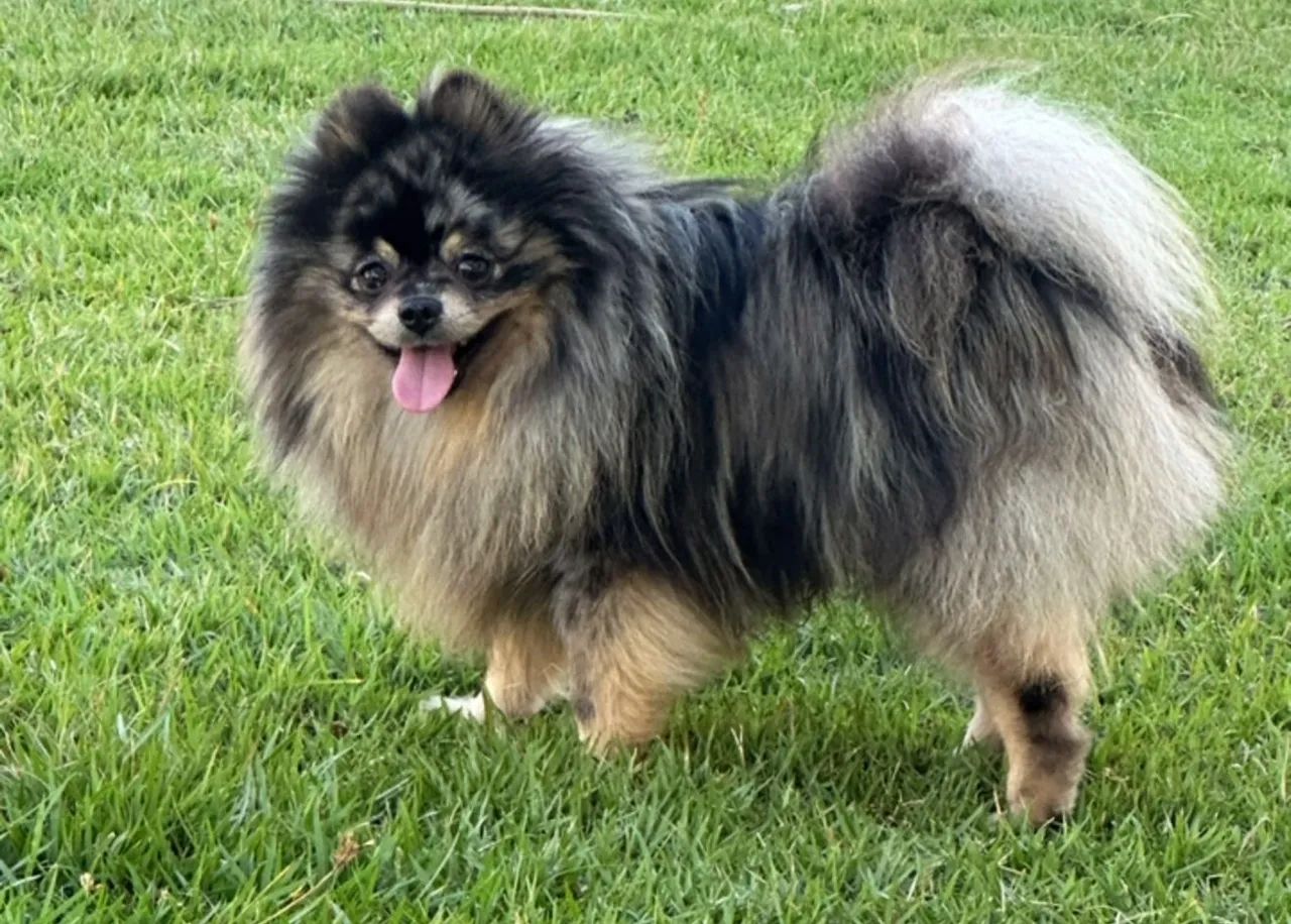 Macho spitz alemão anão 