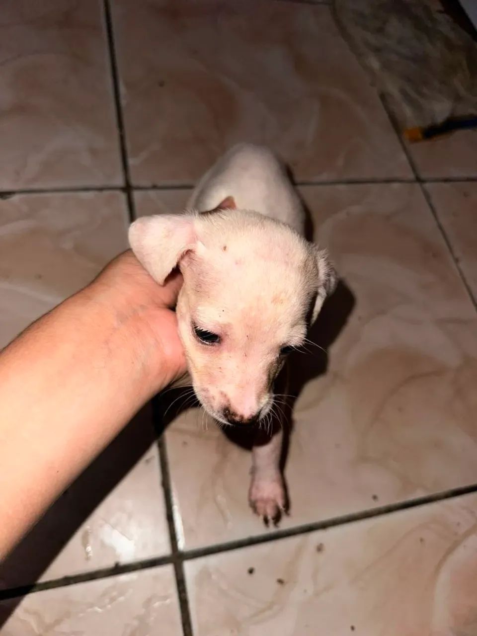 Adoção de Cachorrinhos  - Foto 3