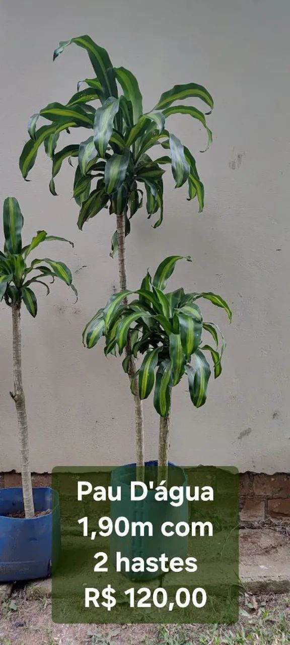 Planta Pau D'água 1,90m com 2 hastes