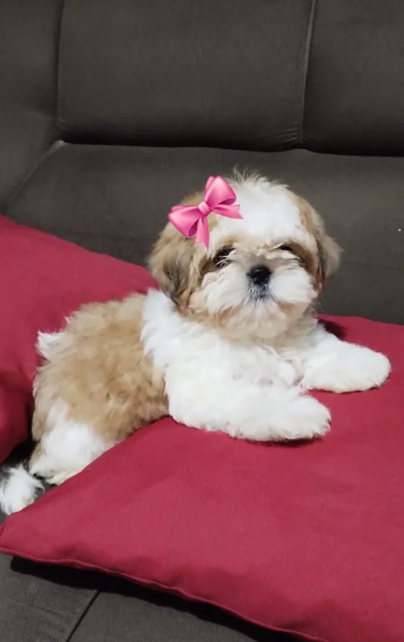 Shih Tzu - Alegre e brincalhão