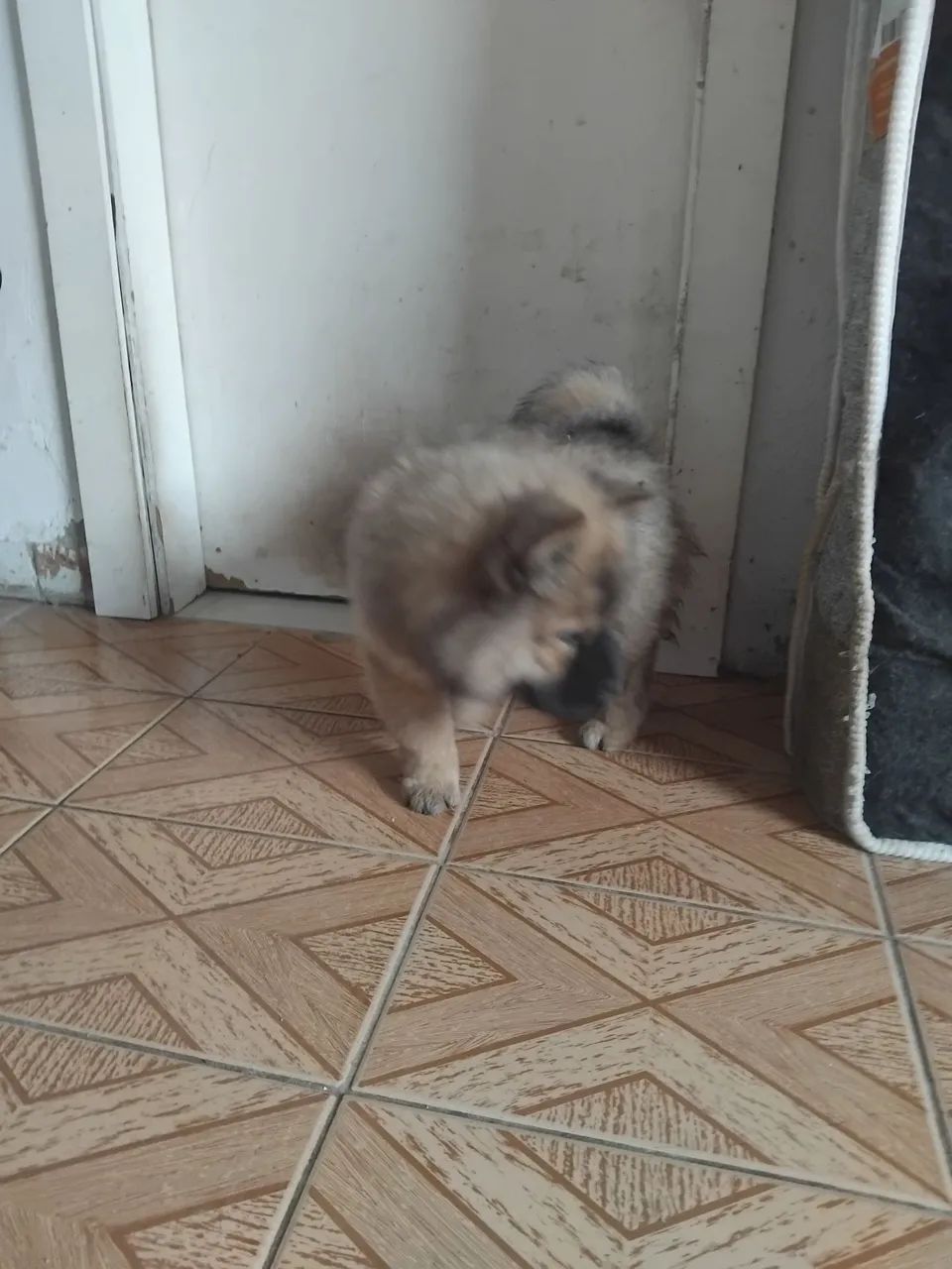 Chowchow - Foto 5
