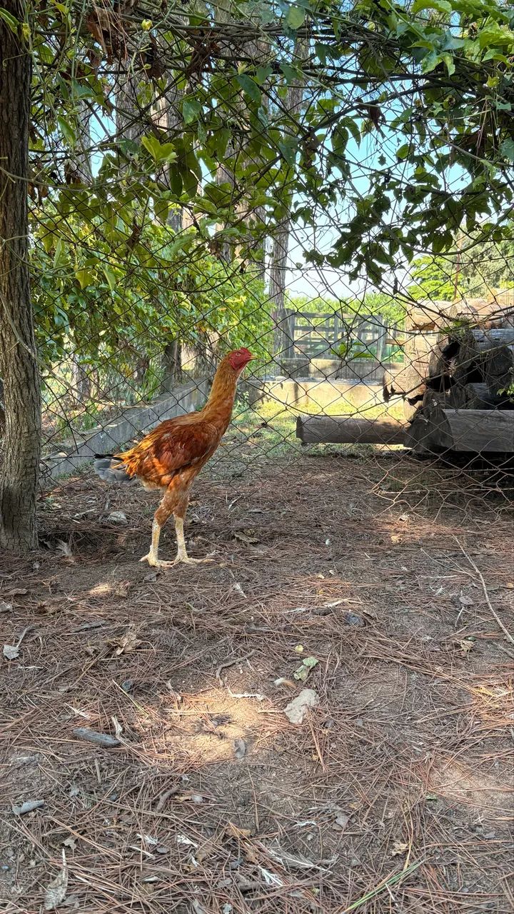 Frango Índio Gigante - Foto 5