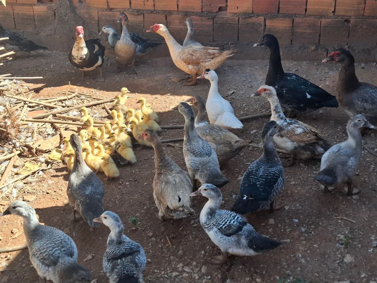 Patos 