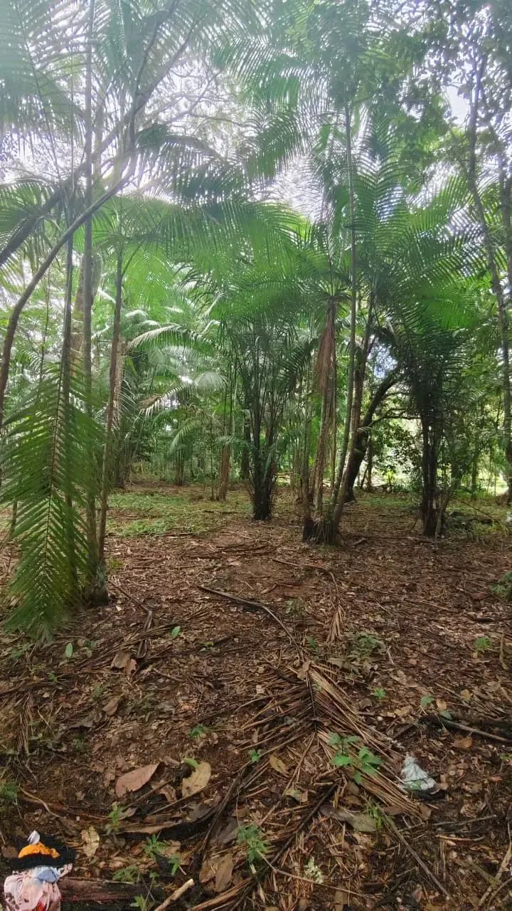Sítio Terreno em Marituba - Foto 4