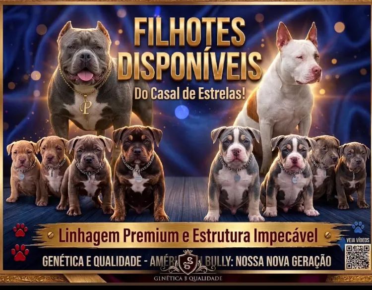Filhotes de American bully 