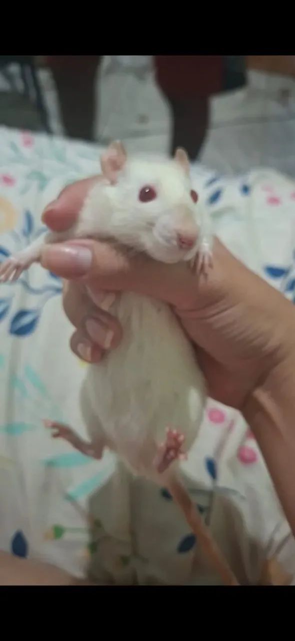  RATO Twister  - Foto 3