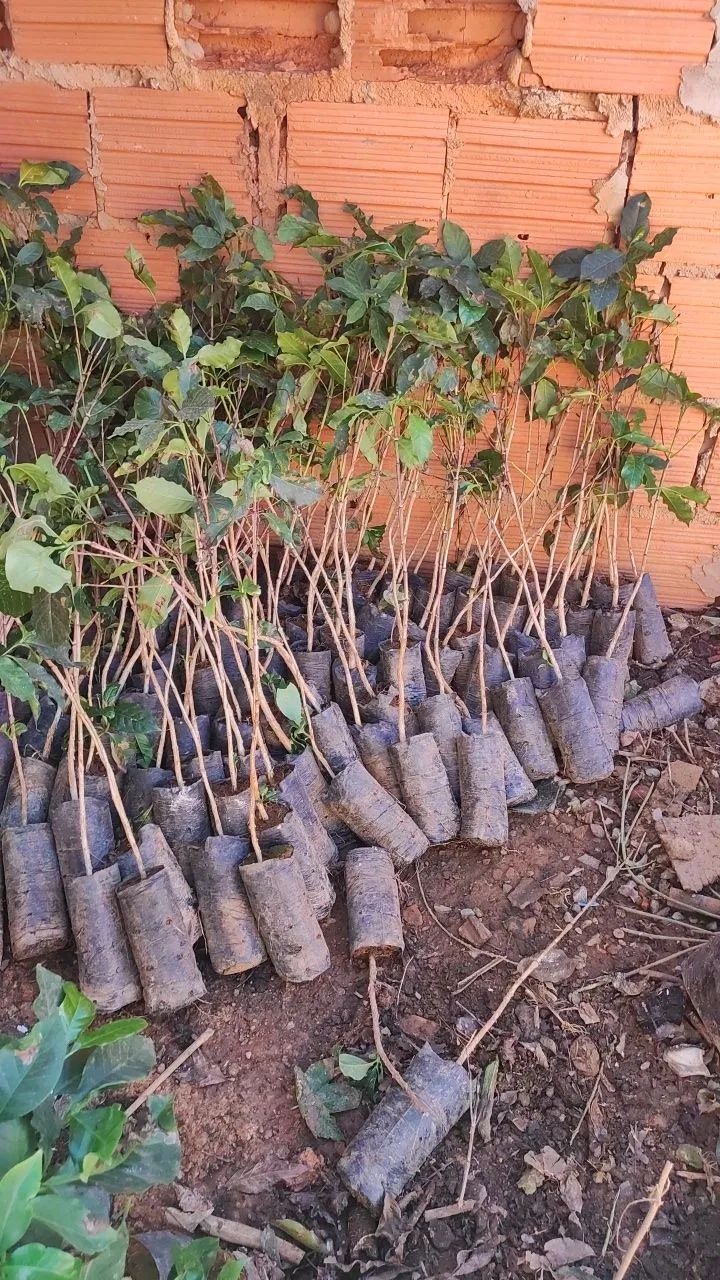 Muda de café arábico 