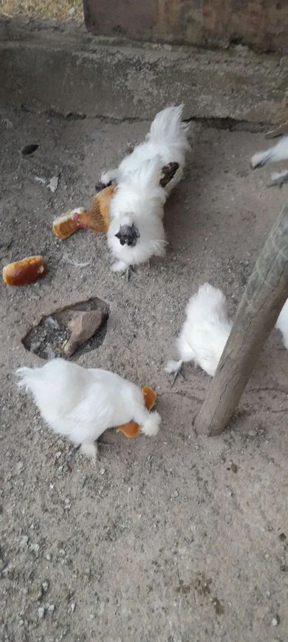Vende se galinhas  sedosas