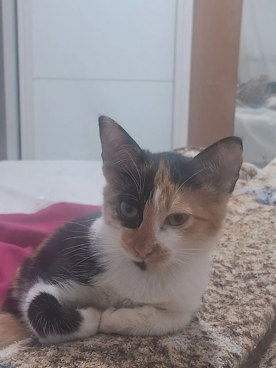 Gato