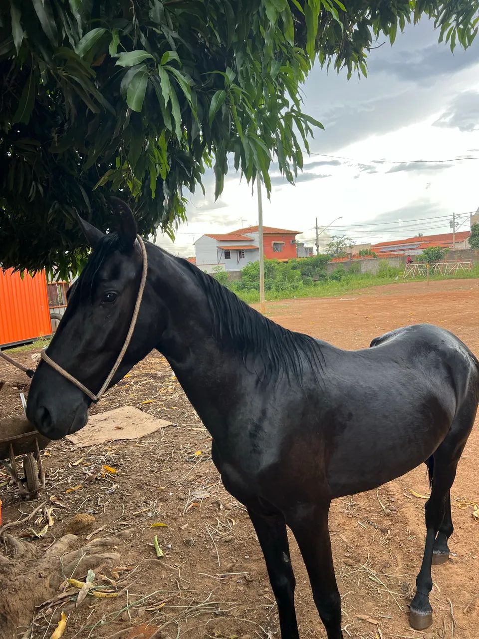 Cavalo MM - Foto 3
