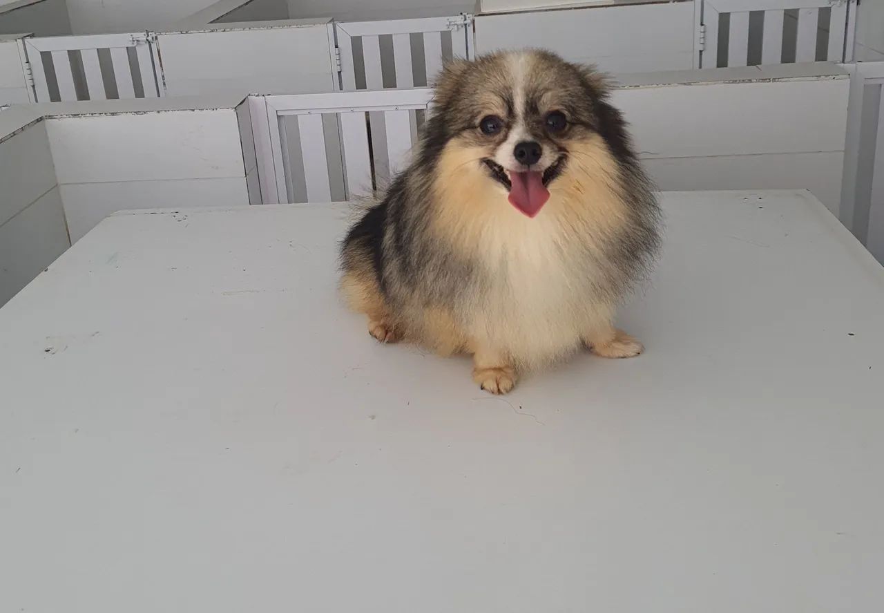 Spitz alemão anão  - Foto 2