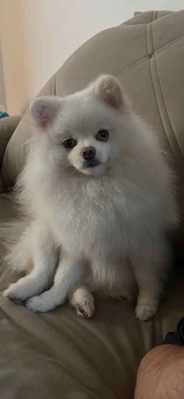 Cachorro spitz alemão - Foto 3