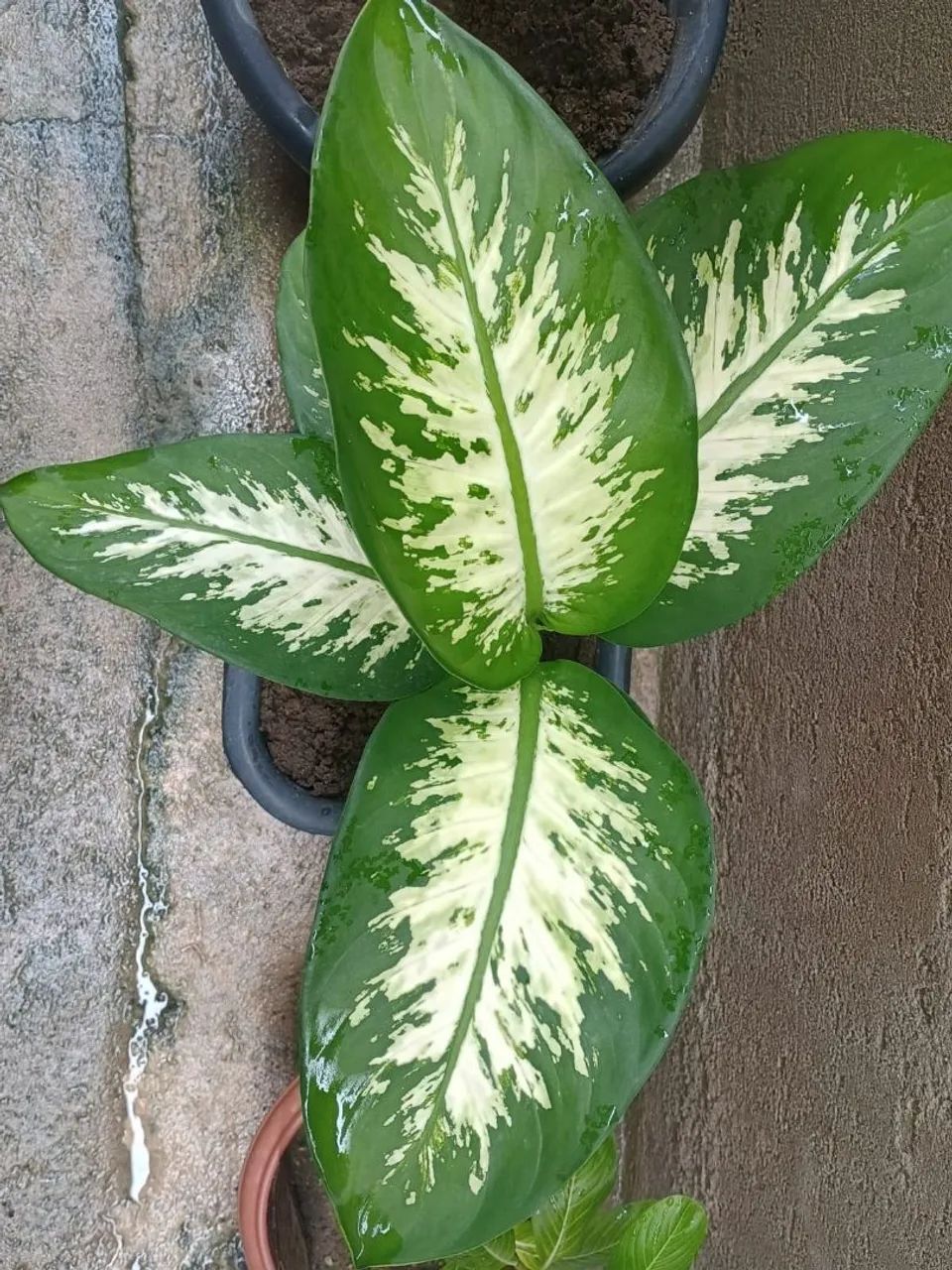 Vende-se um pé de comigo ninguém poder - Foto 2