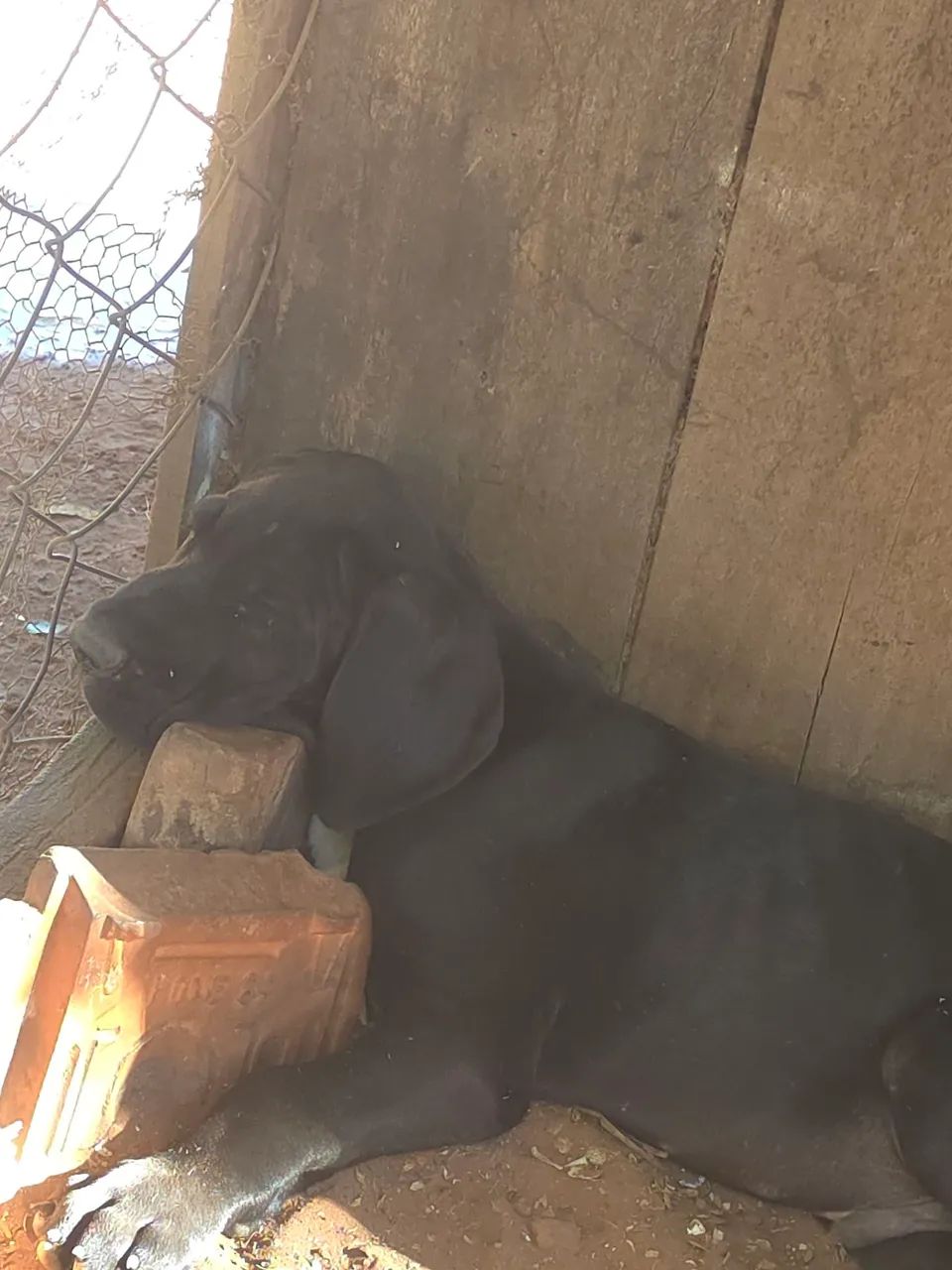 DOGUE ALEMÃO  - Foto 3
