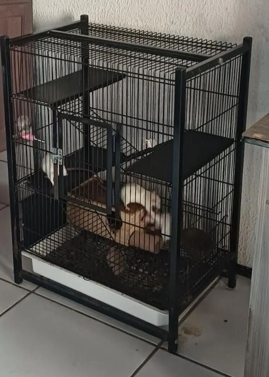 gaiola hamster rato twister roedores