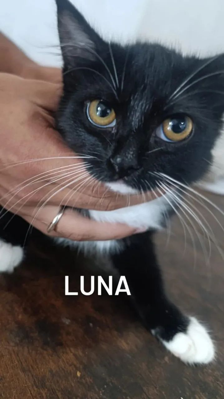 GATOS PARA DOAÇÃO  - Foto 4