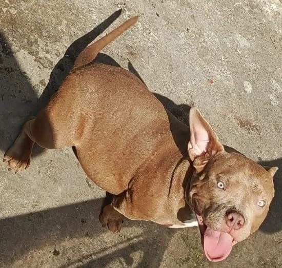 Pitbull American bully - Foto 3