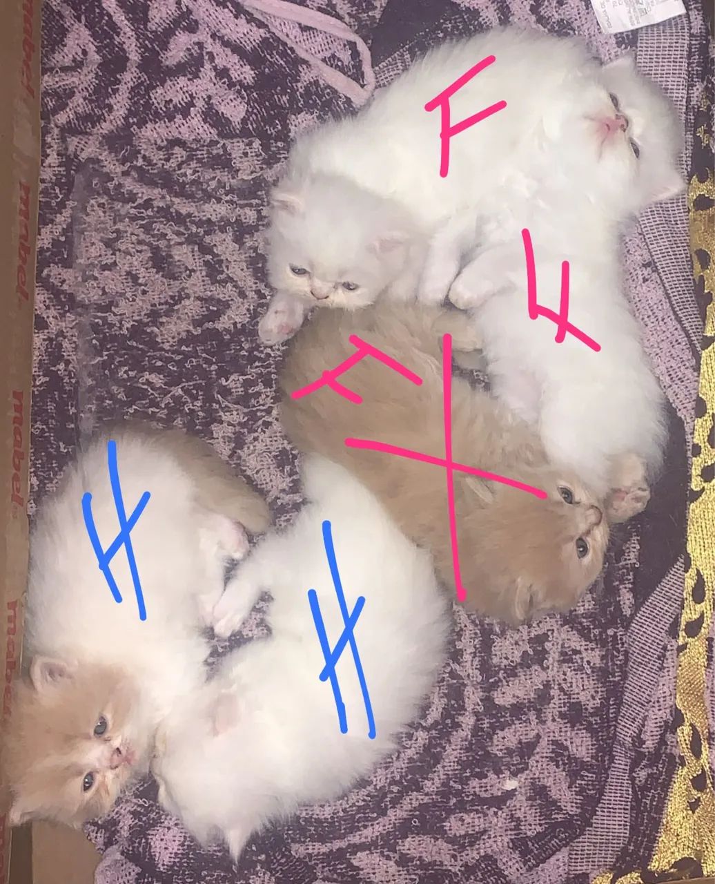 GATO PERSA CARUARU