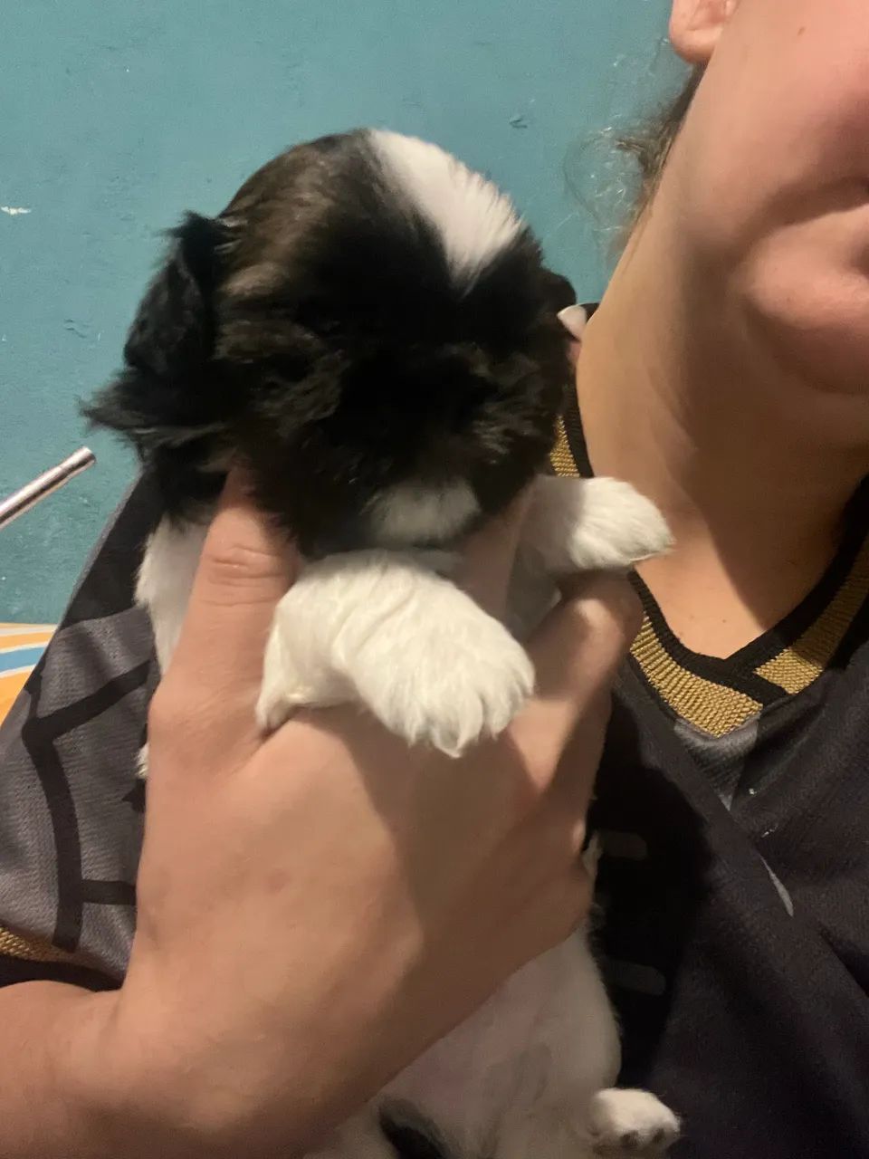 Cachorro 