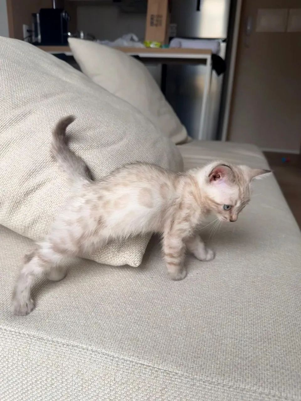 Gato de bengala com PEDIGREE  - Foto 2