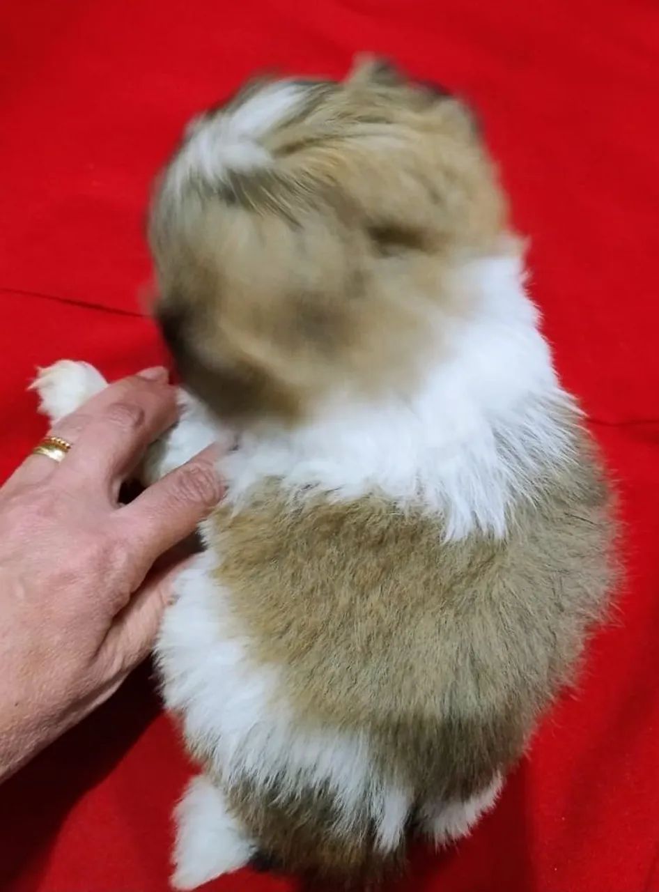 Shitzu mini - Foto 5