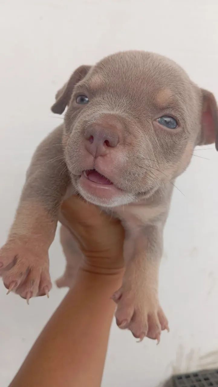 American Bully  - Foto 3