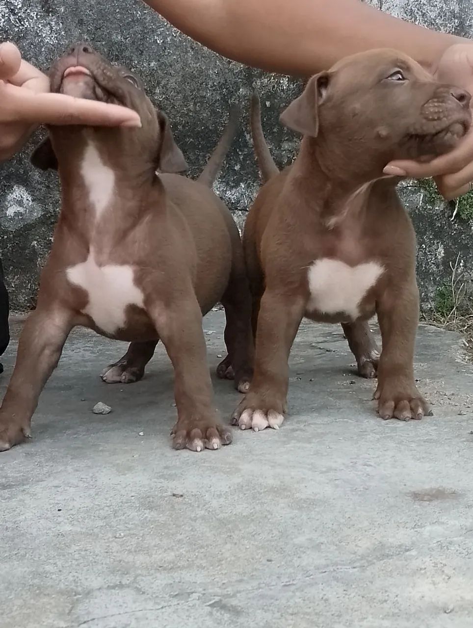 Pit Monster (brasilian Bull) - Foto 2