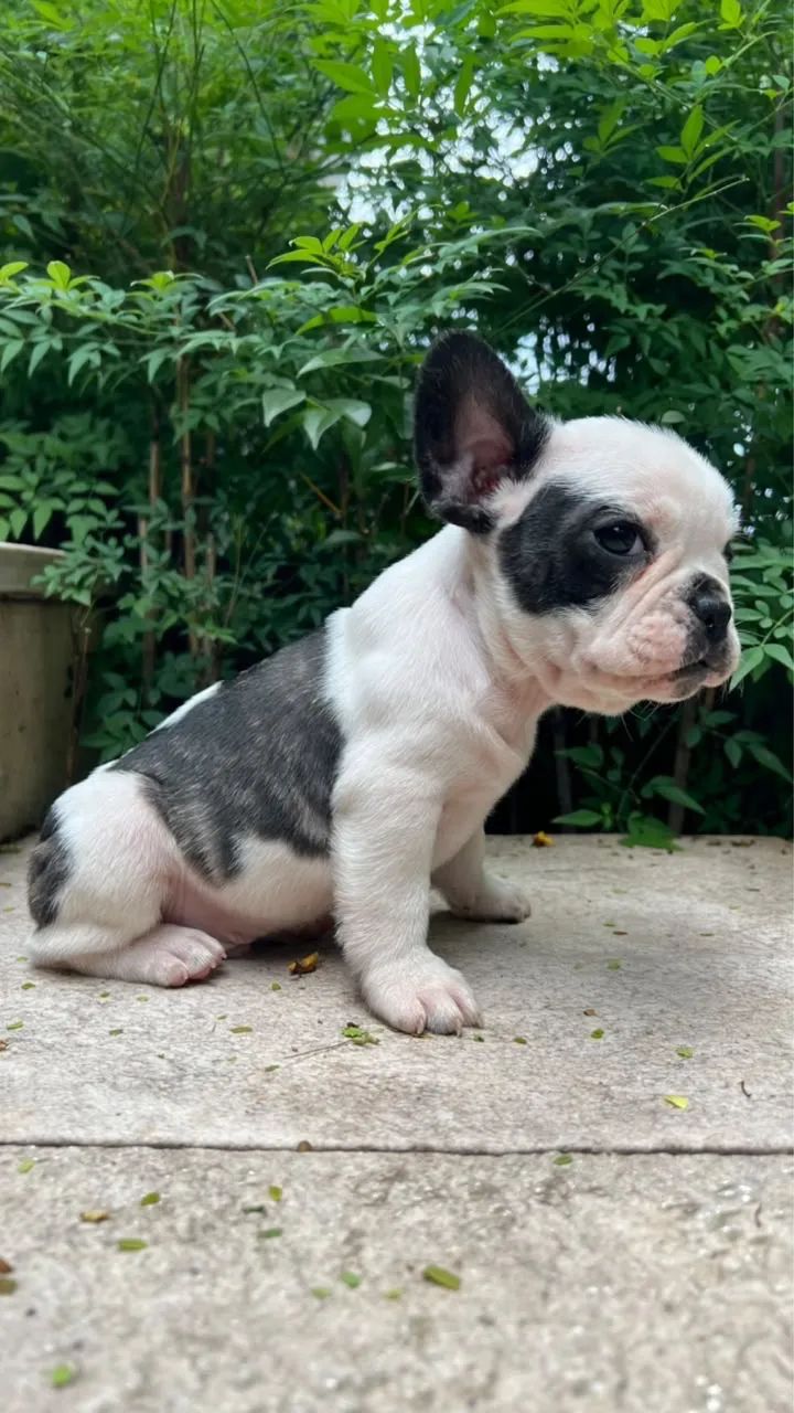 Bulldog Francês à pronta entrega!