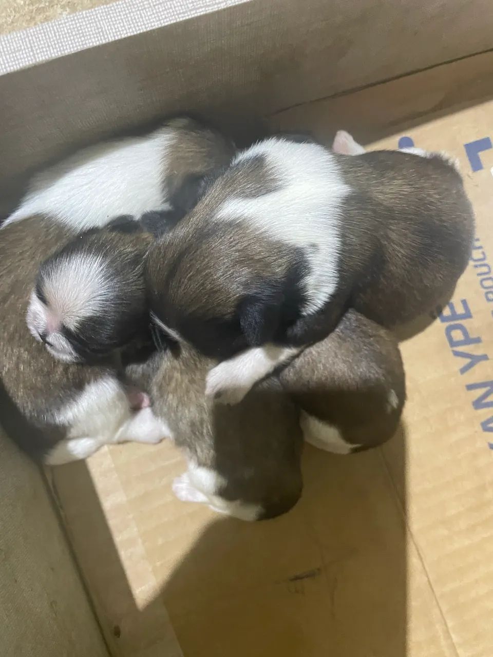 Shiatsu - Foto 4