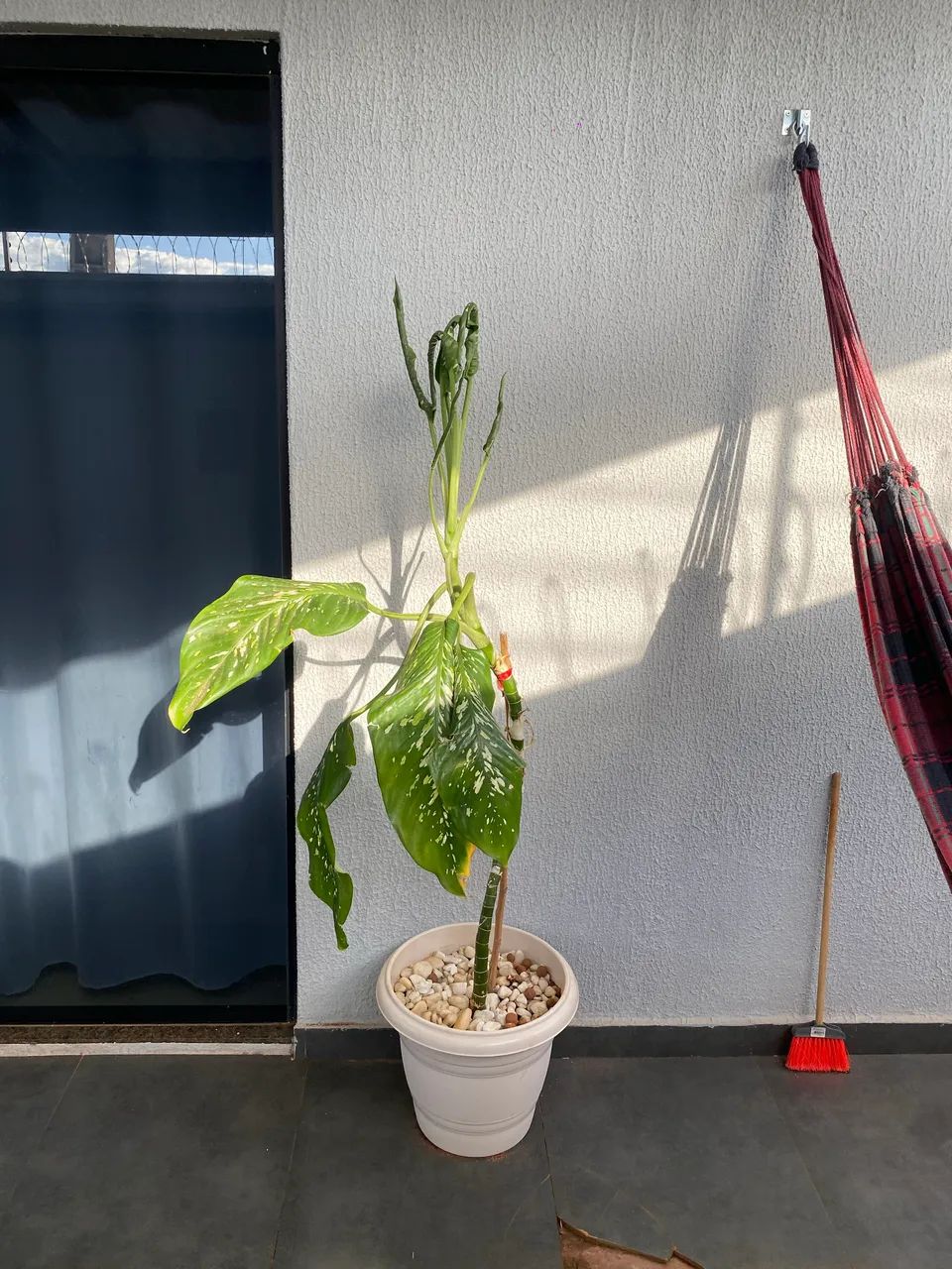 Planta Comigo Ninguém Pode - Foto 2