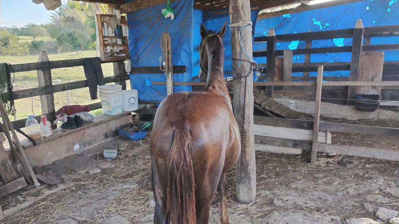 Vendo ou troco potra mestiça de mangalarga  - Foto 4