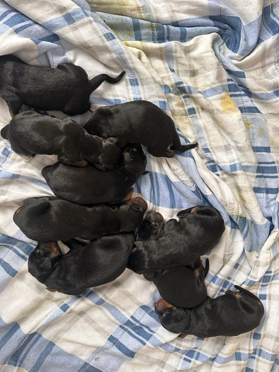 Doberman filhote  - Foto 4