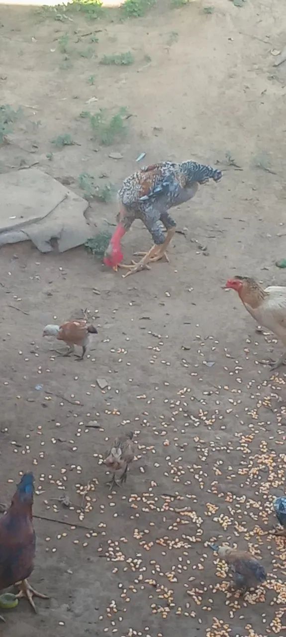 Frango disponível  - Foto 5