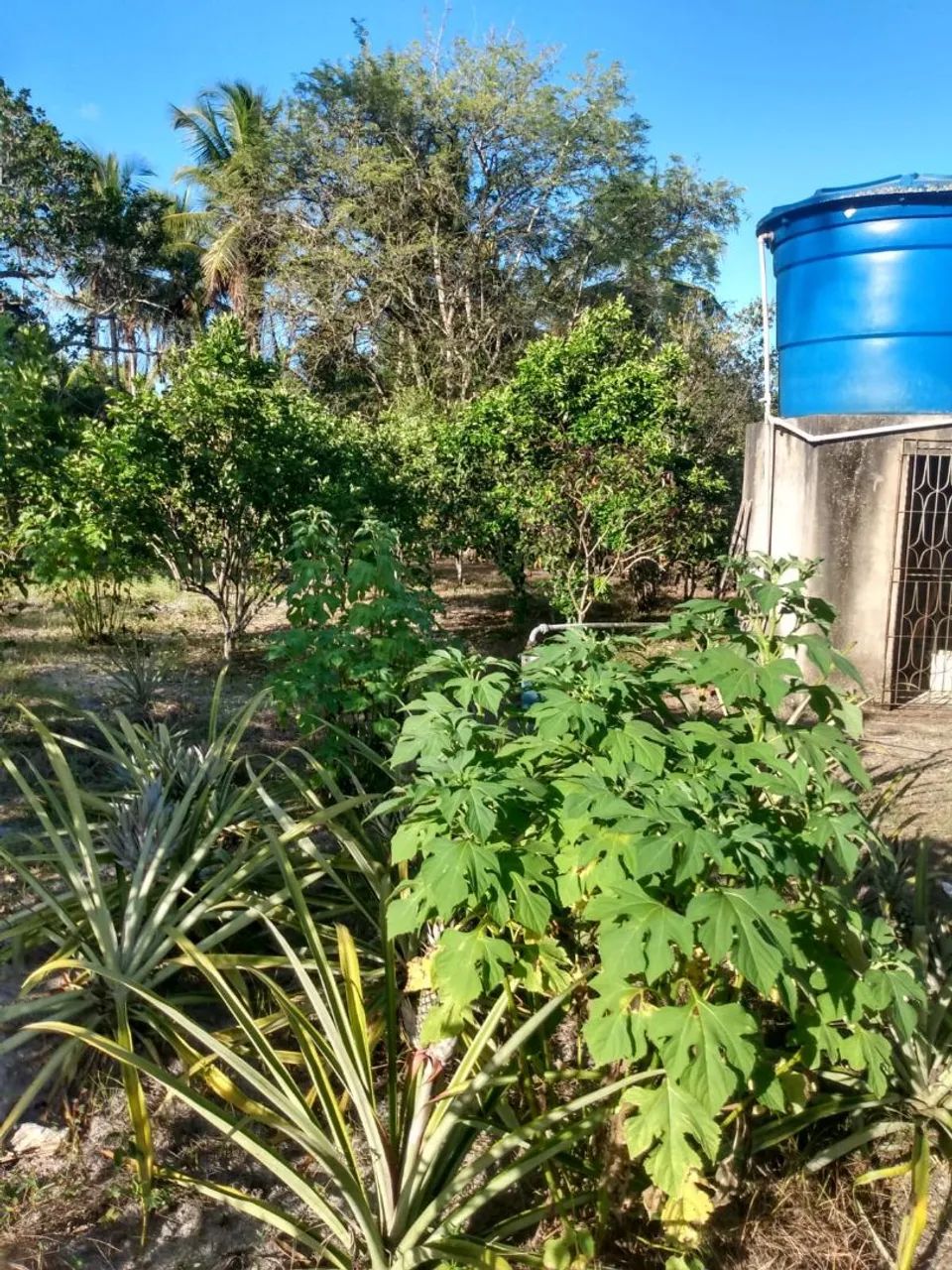 Vendo excelente sítio no povoado água bonita Itapuranga  - Foto 3