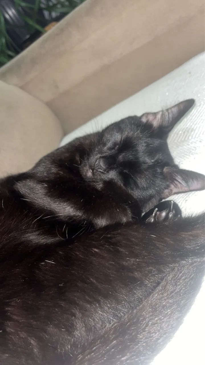 Doação gata genes - Foto 4