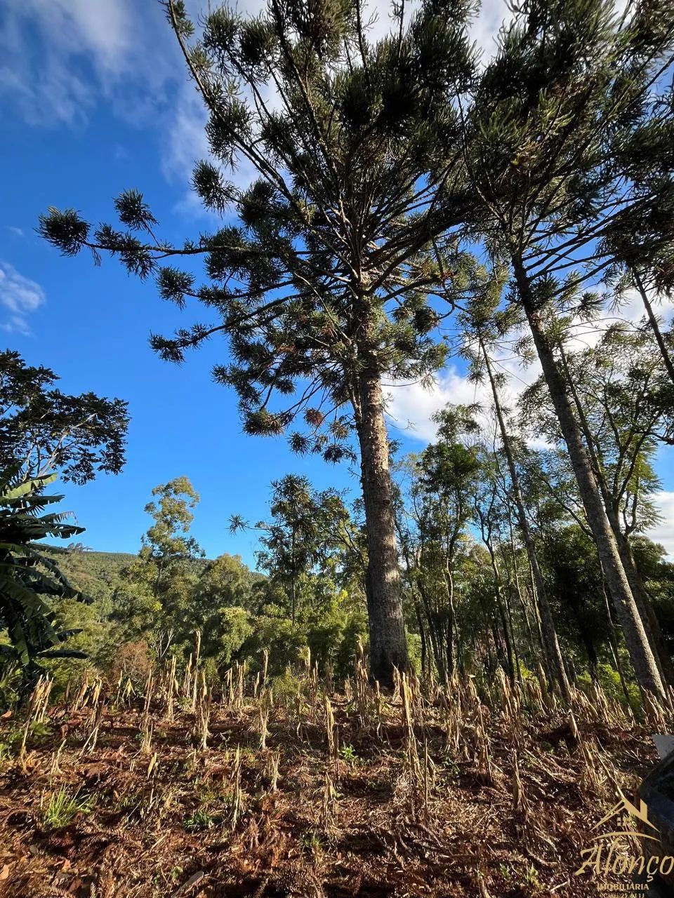 ÁREAS DE TERRA NO STILLE ECK EM NOVA PETRÓPOLIS RS REF: 1795 - Foto 4