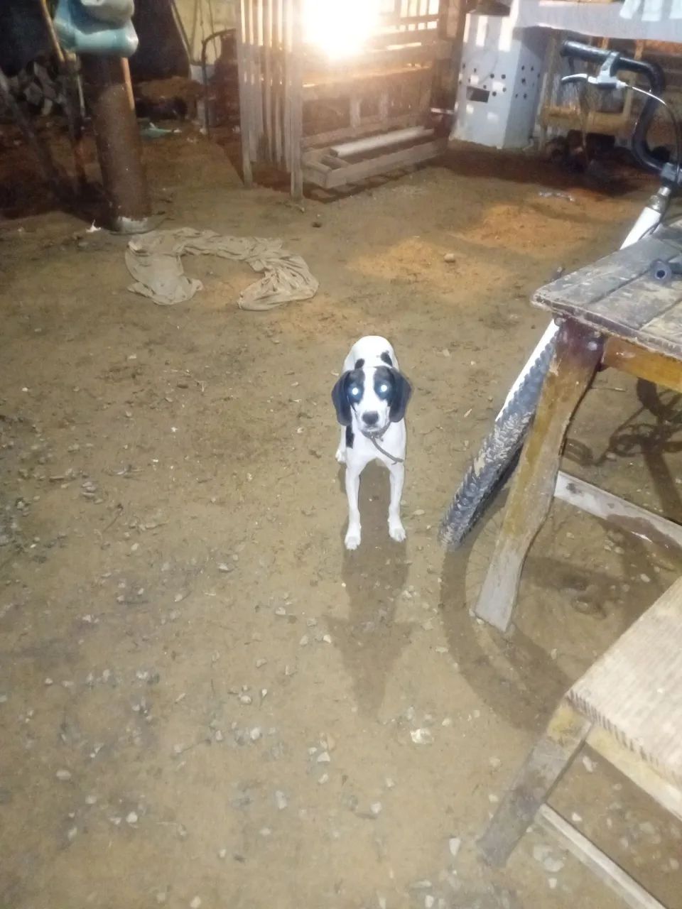 Bingo com Americano - Foto 2