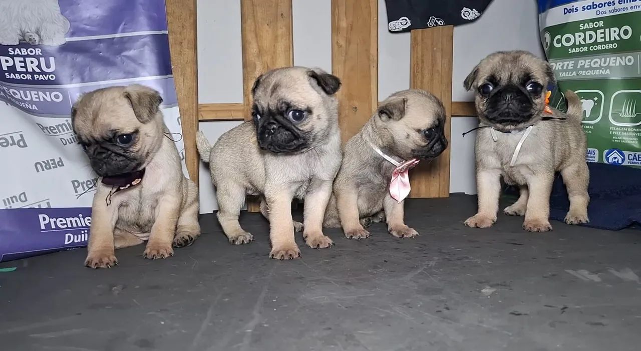 Pug