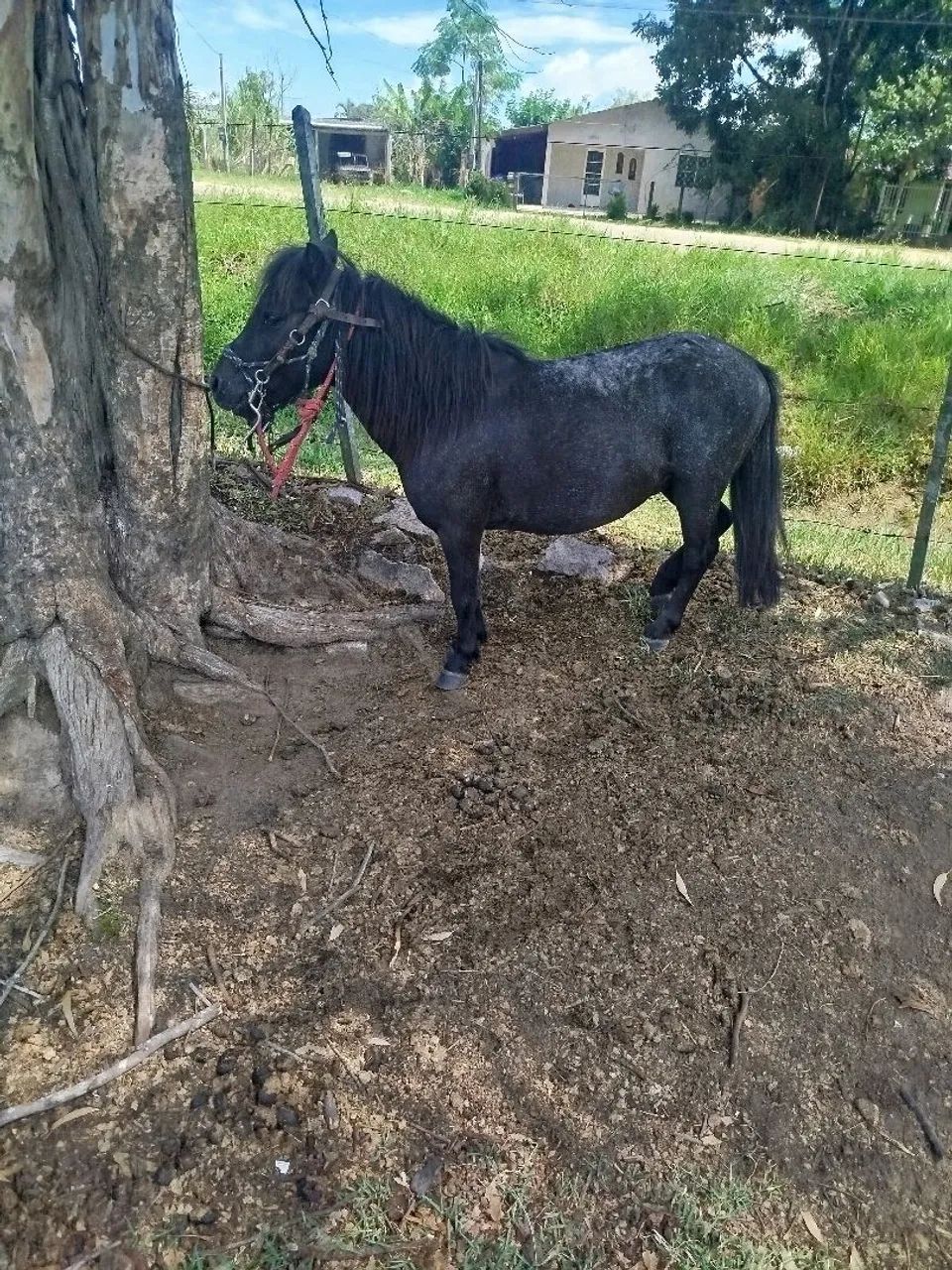 Lindo pônei domado whats * - Foto 4