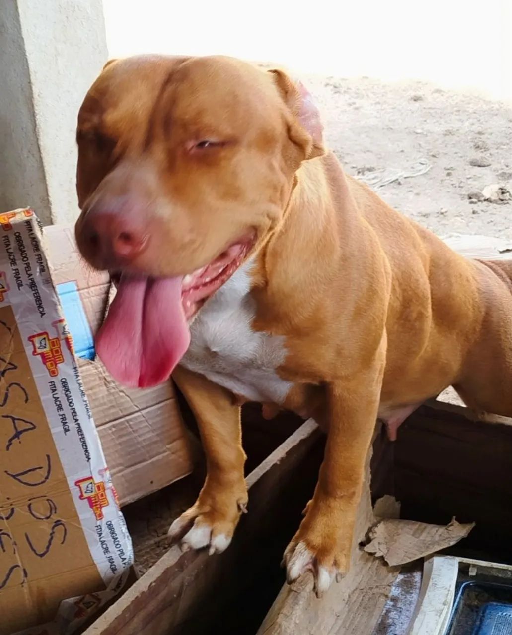 Filhote pitmonster/pitbull - Foto 4
