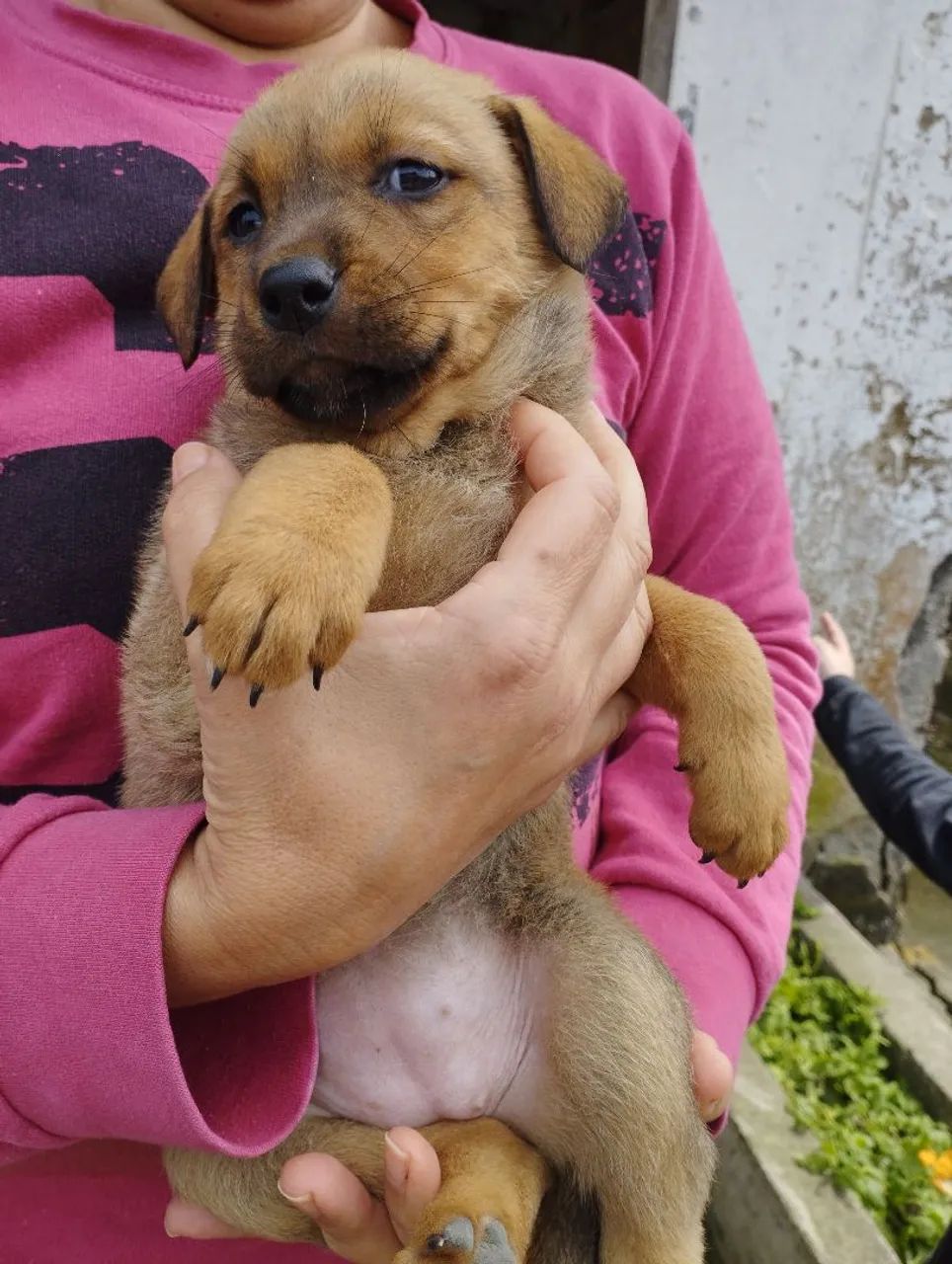 Doação de cachorro - Foto 4