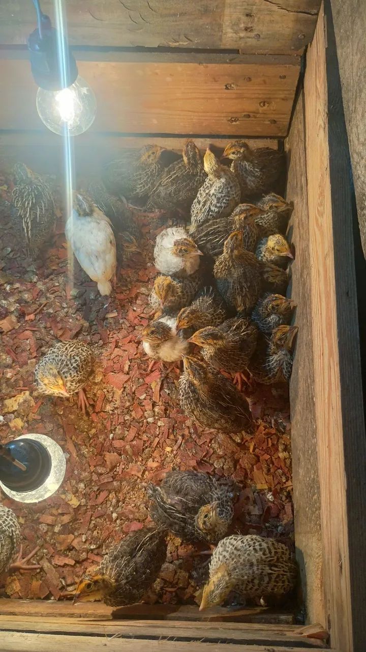 CODORNA,TUDO EM CODORNA !  - Foto 3