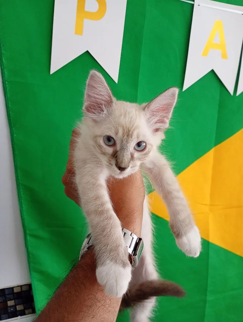 Filhotes de Gato 