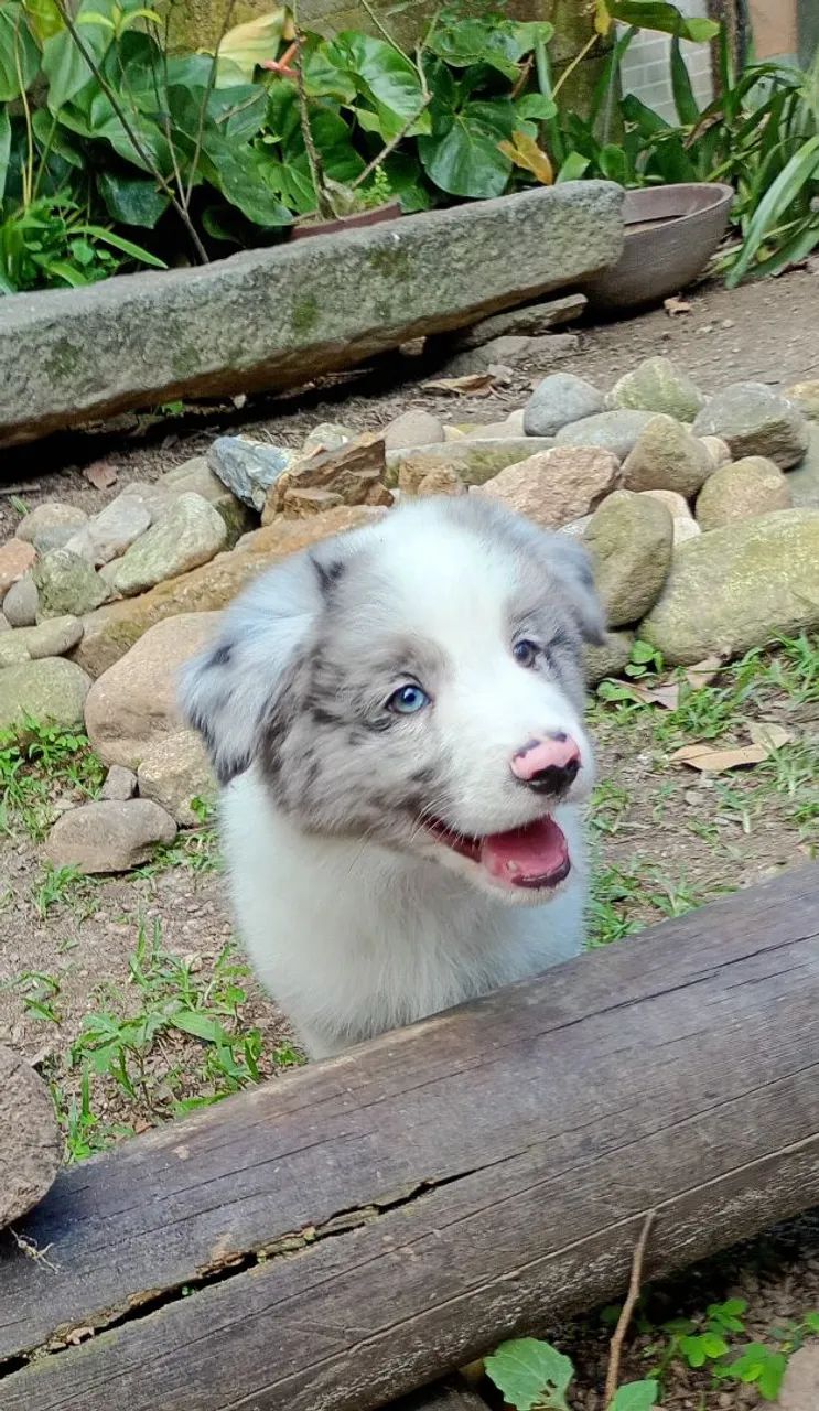 Border collie 2 meses